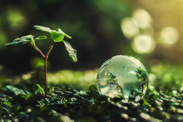 Environmental Sustainability: 5 Powerful Ways Corido Marketplace is Making a Difference