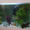 Spacious 3ft by 2ft Aquarium Available