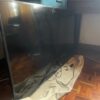 Samsung 50 inch smart TV