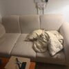 Clean Cream 3-Seater  Spring Sofa on Sale